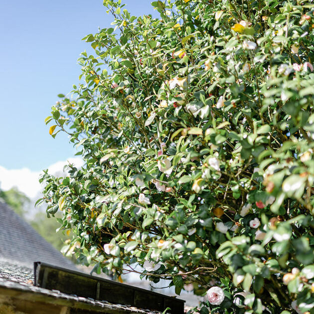 Image du Wedding Planner Aurore Le Poulichet